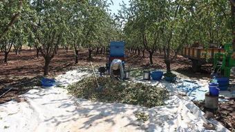 Zeytin ve üzüme rakip çıktı! Şarköy'den bereket fışkırıyor: Hasat başladı rakamlar yüz güldürdü