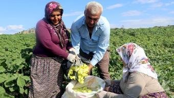 Elle tek tek toplanıyor, değeri altınla yarışıyor! Kilosunu gören gramla almaya başladı...