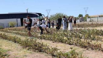 4 yıl önce dikti, şimdi turistler tarlada kuyruğa giriyor: Kendi elleriyle topluyorlar