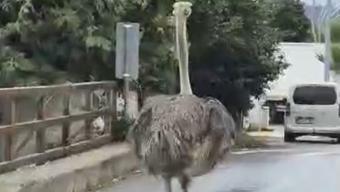 Yolda görenler şaşkına döndü! Devekuşu trafikte böyle koşturdu