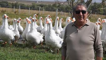 Başkanlığı bırakıp kaz yetiştirmeye başladı! 40 günlük besi süresi başladı, kritik detaya dikkat!