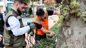 Asırlık ağaçlar tomografi cihazına giriyor! Gövdelerin içindeki gizem ses dalgalarıyla ortaya çıkacak