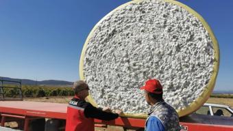 Saruhanlı'da 'beyaz altın' için büyük gün geldi! Tarlalarda dev hasat mesaisi başladı