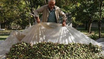 Kabuğunu söken paraya para demiyor! Tokat Niksar'da 'kabuktaki altın' için hasat mesaisi başladı