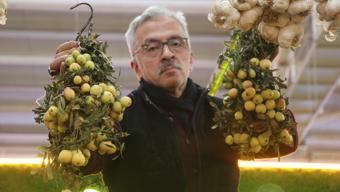 Sivas’ta yok satıyor: İki yılda bir yetişen şifa deposu meyve ön siparişle kapışıldı! Kilosu 200 lira
