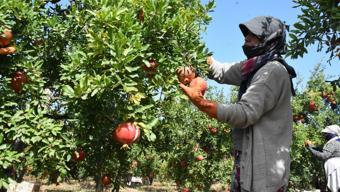Hicaz narında hasat dönemi başladı
