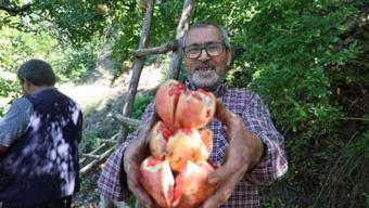 Her yerde yetişiyor ama o lezzet hiçbir yerde bulunamıyor! Tarlada 80 liradan kapışılıyor
