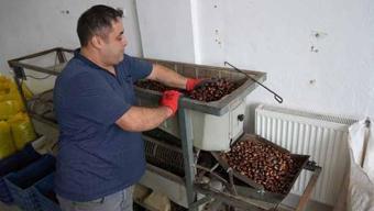 Karadeniz ormanlarında dev bereket başladı! Köylünün cebine tek sezonda 20 milyon lira girecek