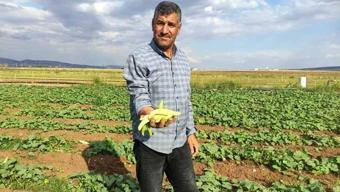 Sarımsağın ardından ektiler kışlık hazırlayanlar akın etti! Tarlada kilogramı 30 liradan satılıyor..