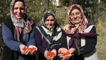 Anadolu'da kova kova toplanmaya başladı! C vitamininde portakalı solluyor, kış hastalıklarına geçit vermiyor