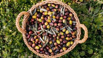 Zeytin almadan önce 2 kere düşünün! Siyah mı yeşil mi? Yıllardır merak edilen konu açıklığa kavuştu