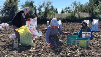 Başçiftlik beyazında hasat vakti! Hem besin değeri daha yüksek hem de daha lezzetli