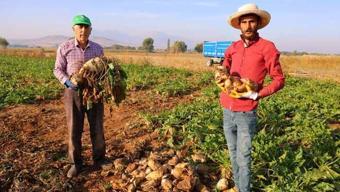 Dönümüne tam 10 ton veriyor! 61 bin dekar alanda rekor kıran verim