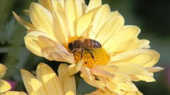 KASIM AYI ÇİÇEKLERİ! Kasım ayında hangi çiçekler alınır, kasım ayı çiçekleri ve anlamları