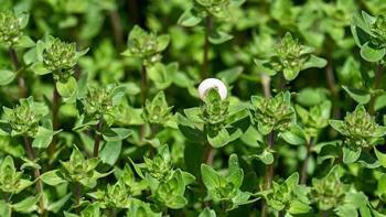 Dağlarda kendi kendine yetişiyor! Limon ve sarımsaktan 30 kat daha etkili: Öksürük, balgam ve boğaz mikroplarının kökünü kurutuyor!