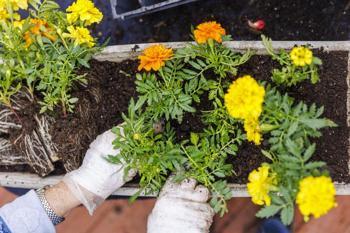 ARALIK AYI ÇİÇEKLERİ! Aralık ayında hangi çiçekler alınır, Aralık ayı çiçekleri ve anlamları