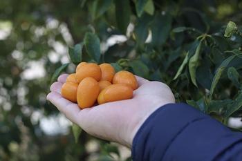 Bu ağaçlar evde bile yetiştirilebiliyor!