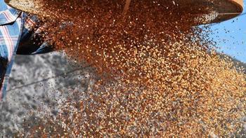 Kemik erimesinin çaresi, kolesterolü sıfırlıyor