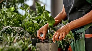 Bitkileri hayatta tutma rehberi!