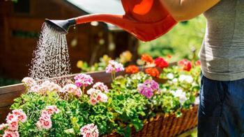 Çiçeklerin coşması için tek malzeme yetiyormuş