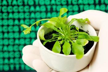 Tohumu tam dört bin TL'ye satılıyor!