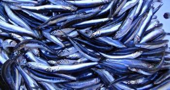 Denizde hamsi bitince en ucuz balık değişti!