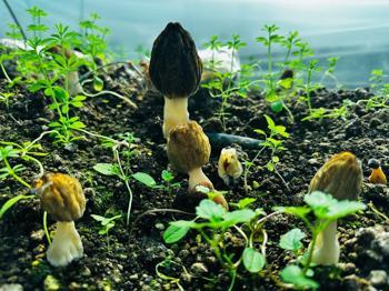 Doğada nadiren bulunuyor: Mersin'de üretimi başladı