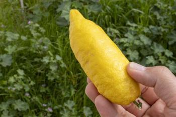 Kilogramı 7.000 TL! Balkondaki saksıda bile yetişiyor