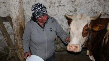 'Yabancı gelin' hayvancılığa renk katıyor!