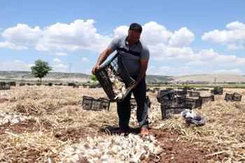Araban Ovası'nda alın teri mesaisi başladı!