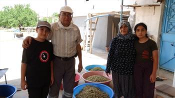 Kilosu 500 liraya kadar çıkıyor, üretici siparişlere yetişemiyor