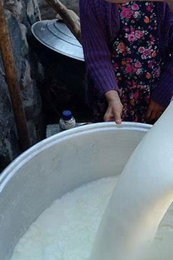 İnek sütü mü daha sağlıklı keçi sütü mü?