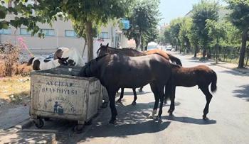 İstanbul'da başıboş at tehlikesi! Birden yola fırlıyorlar