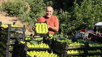 Dünyanın ilk incirinde son hasat bereketi