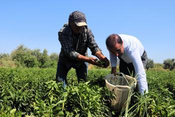İtalyanların peşine düştüğü mide yakmayan meşhur acı