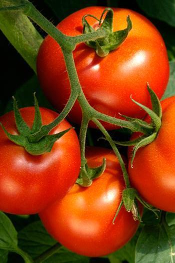 Bahçıvanların sakladığı o sır ortaya çıktı!