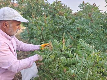 Doğada kendiliğinden yetişiyor, kilosu 350 lira