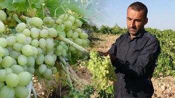 Unutulmaya yüz tutmuş kadim lezzet geri döndü!