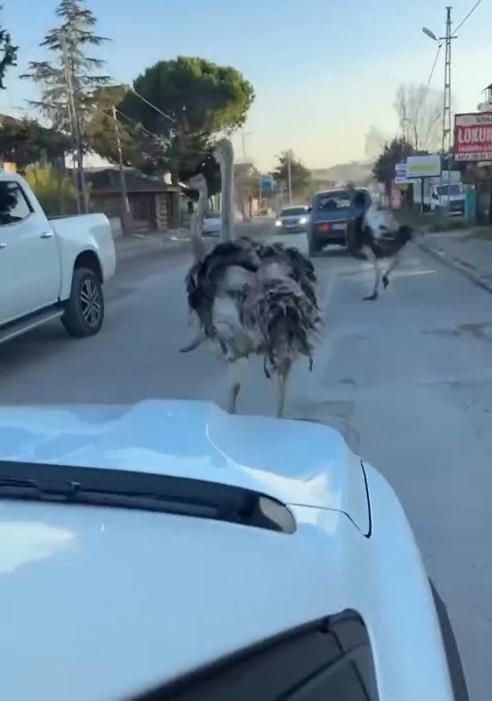 Afrika savanası değil, İstanbul’un orta yeri Ortalığı birbirine kattılar