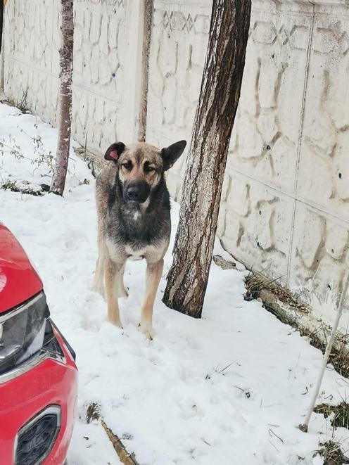 Türkiye köpeğin boğazından ısırdığı Meteye ağlıyor Gözaltı var