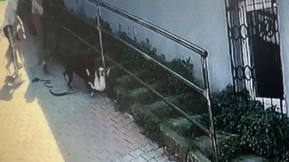 Pitbull dehşeti Köpeğini parka götüren kadın kabusu yaşadı