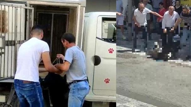 Kadıköy’de köpek saldırısı Sahibine para cezası yağdı