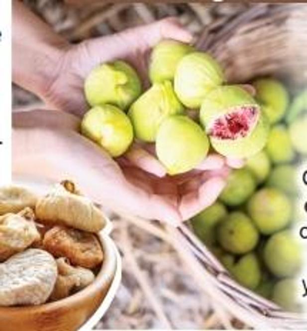 Antik kentlerin gölgesinde Germencik