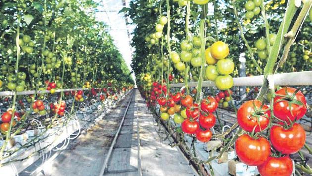 Seracılarımızın gözü dünya zirvesinde