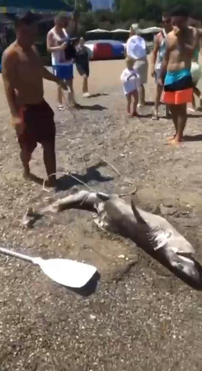 Tatilciler tedirgin oldu 1,5 metrelik camgöz köpek balığı kıyıya vurdu