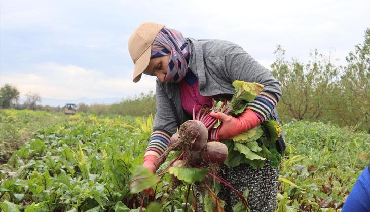İzmir'in bereketli topraklarında hasadı devam ediyor! Kırmızı elmas olarak biliniyor, tarlada kilosu 10 TL