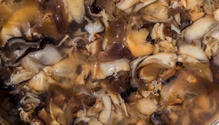 Evini mini üretim yerine çevirdi: Doğada gördü şimdi kavak mantarıyla kazancını katladı!