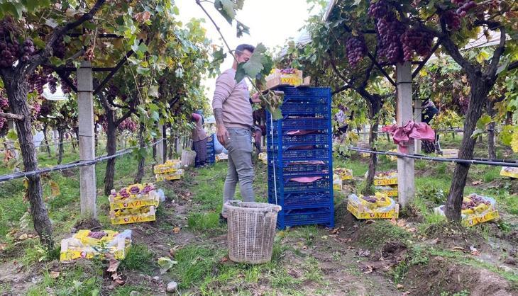 Manisa'nın gözde lezzeti! Sultaniye üzümleri tek tek toplanıyor, kilosu 40 lira