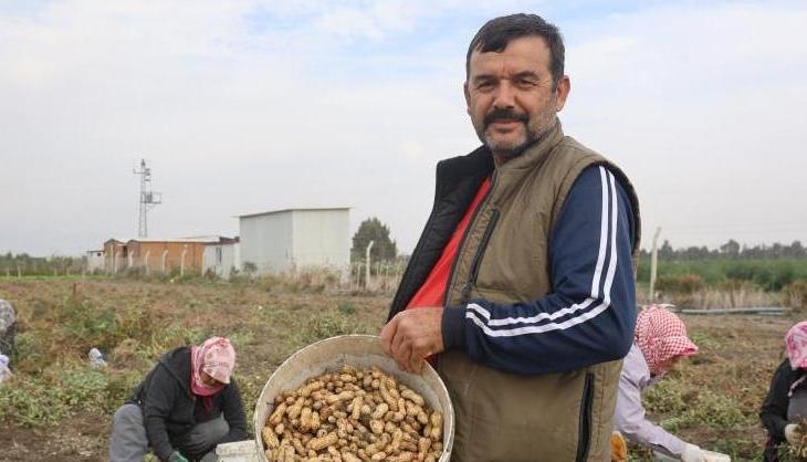 Hatay'ın vazgeçilmez lezzeti! İmece usulü toplanıyor: Kilosu 60 TL