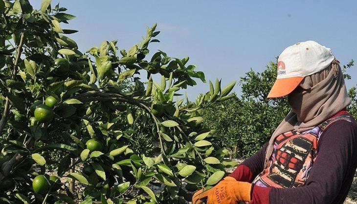 Bahçede 15 liraya satılıyor, tezgahta 100 lirayı görüyor